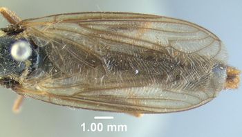 Media type: image;   Entomology 10654 Aspect: front wing